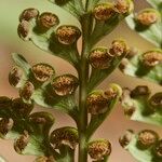Culcita macrocarpa 葉