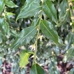 Sarcococca hookeriana Flower