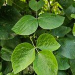 Phaseolus coccineus Leaf