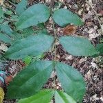 Gnetum africanum Leaf