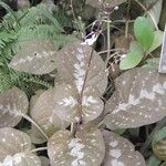 Pseuderanthemum alatum Hábito