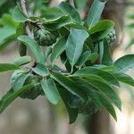 Annona squamosa List