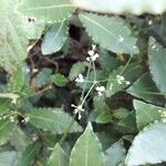 Sison amomum 花