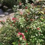 Cotoneaster multiflorus Habit