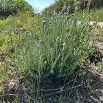 Helichrysum saxatile Агульны выгляд