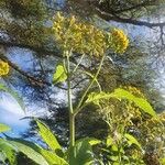 Crassocephalum montuosum Flower