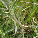 Centaurea debeauxii Lapas