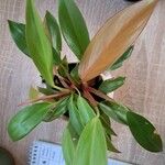 Philodendron erubescens Folha