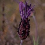 Lavandula pedunculata Blüte