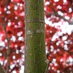 Acer palmatum 树皮