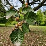 Sorbus latifolia Плід