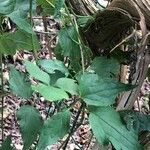 Clematis chrysocoma Hoja