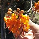 Sophora denudata Flower