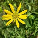 Silphium integrifolium Virág