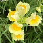 Linaria vulgaris Blüte