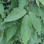Acer cissifolium Folha