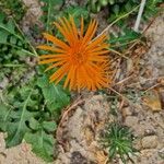 Gerbera jamesonii Fiore