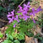 Cardamine bulbiferaЦвят