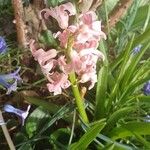 Hyacinthus orientalis 花