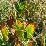 Veratrum nigrum 葉