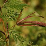 Desmanthus virgatus फल