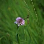 Traunsteinera globosa Floare