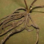 Prescottia stachyodes Corteza