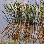 Sagittaria lancifolia Blad