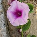 Ipomoea pes-capraeFlor