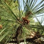 Pinus sibirica Kukka