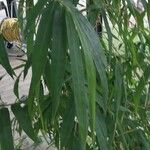 Bambusa vulgaris Feuille