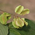Combretum molle Fruit
