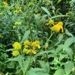 Verbesina alternifolia Flower