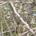 Crataegus azarolus 樹皮