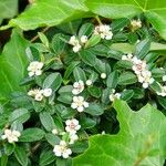 Cotoneaster dammeri Habit