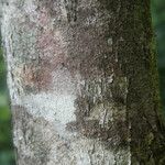 Syzygium borbonicum Bark