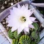 Echinopsis oxygona Φύλλο