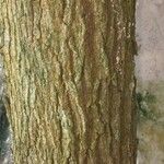 Chrysophyllum cainito Corteza