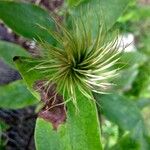 Clematis patens Frutto