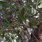 Elaeodendron transvaalense Fruit