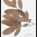 Naucleopsis oblongifolia পাতা