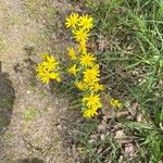 Senecio vernalisFlor