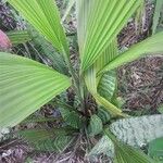 Curculigo capitulata Leaf