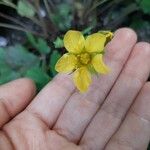 Waldsteinia fragarioides Çiçek