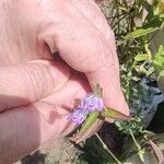 Dianthera pectoralis Flor