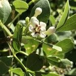 Schrebera alata Flower