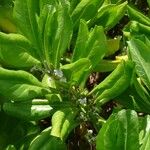 Scaevola taccada Blad