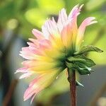 Dahlia × cultorum Flower