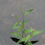 Persicaria minor Kvet