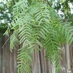 Prosopis glandulosa Frunză